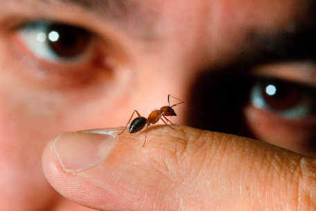 Biology professor Ehab Abouheif looking at an ant sitting on his finger