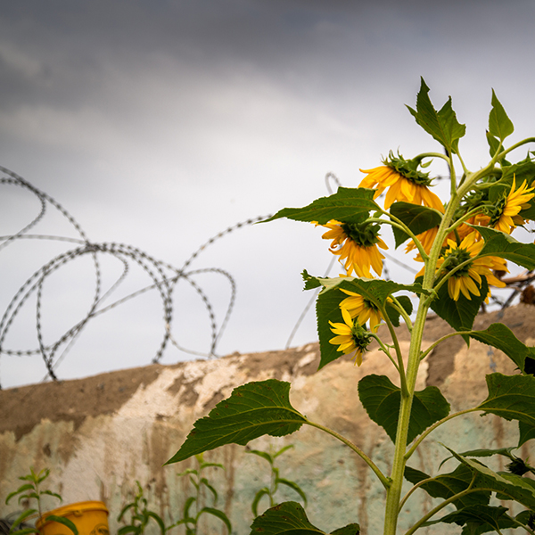 Sunflowers and barb wire