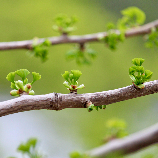 Tree branch with buds