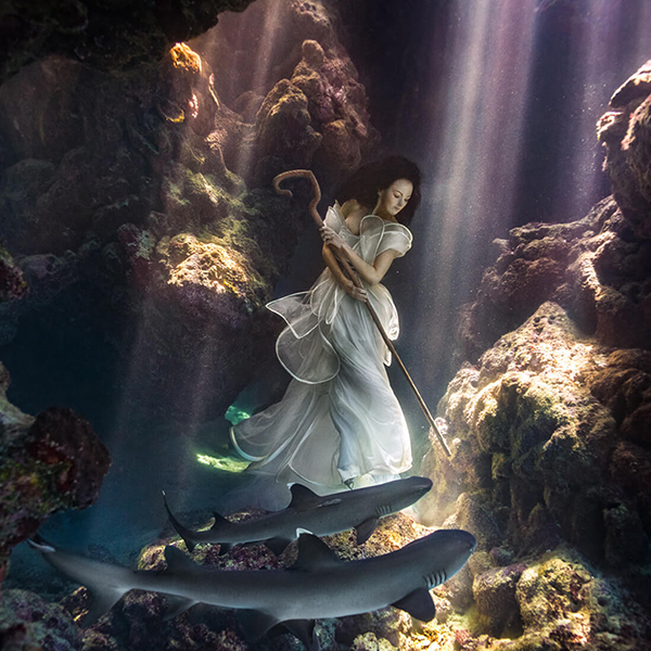 A women in a white flowing dress shepherding sharks underwater