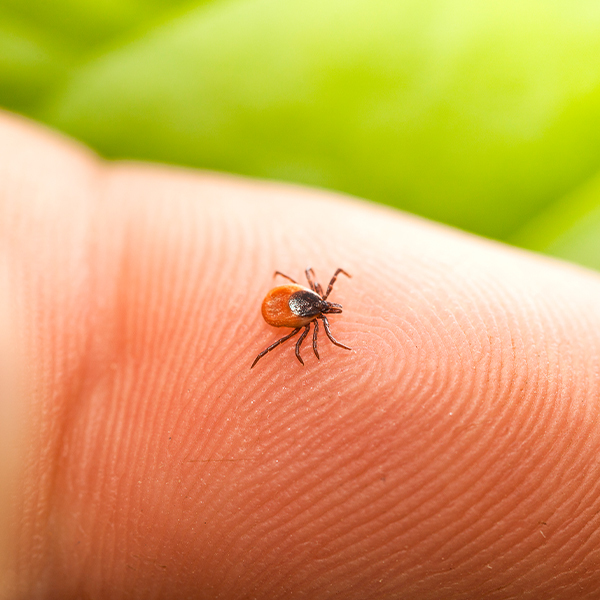 A close up of a bug on a person's finger.