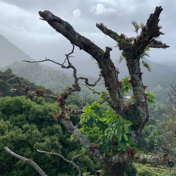 A tree branch with green leaves.